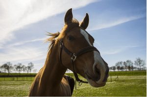 https://pixabay.com/en/horse-spring-brown-blue-sky-muzzle-742424/