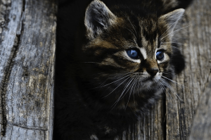 https://pixabay.com/en/cat-kitten-rozko%C5%A1n%C3%A9-little-wood-914110/