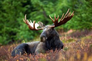 moose